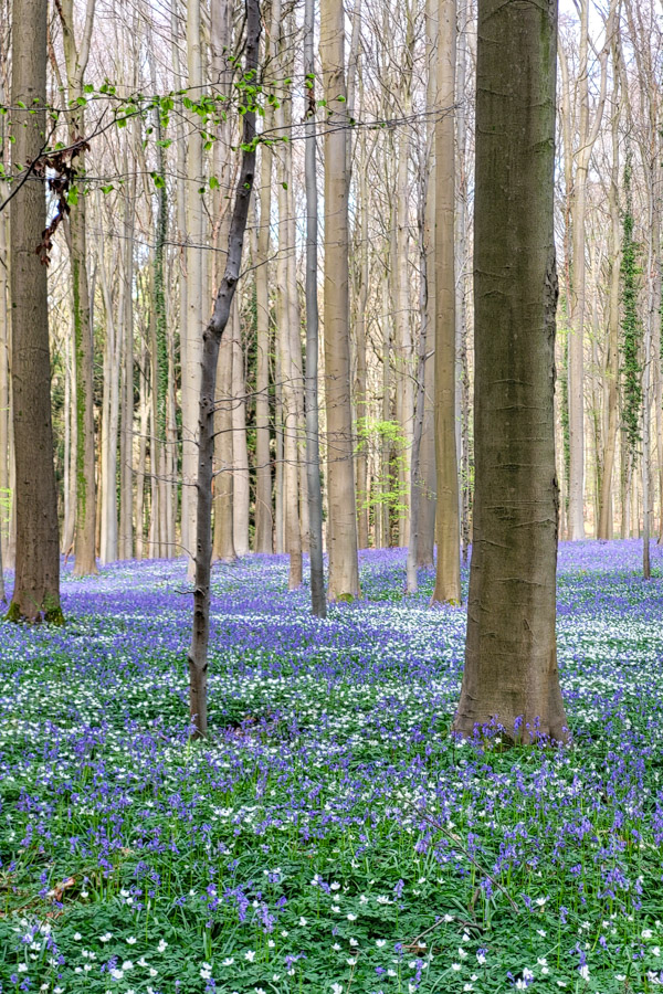 Hyacintenfestival Hallerbos, Halle, België